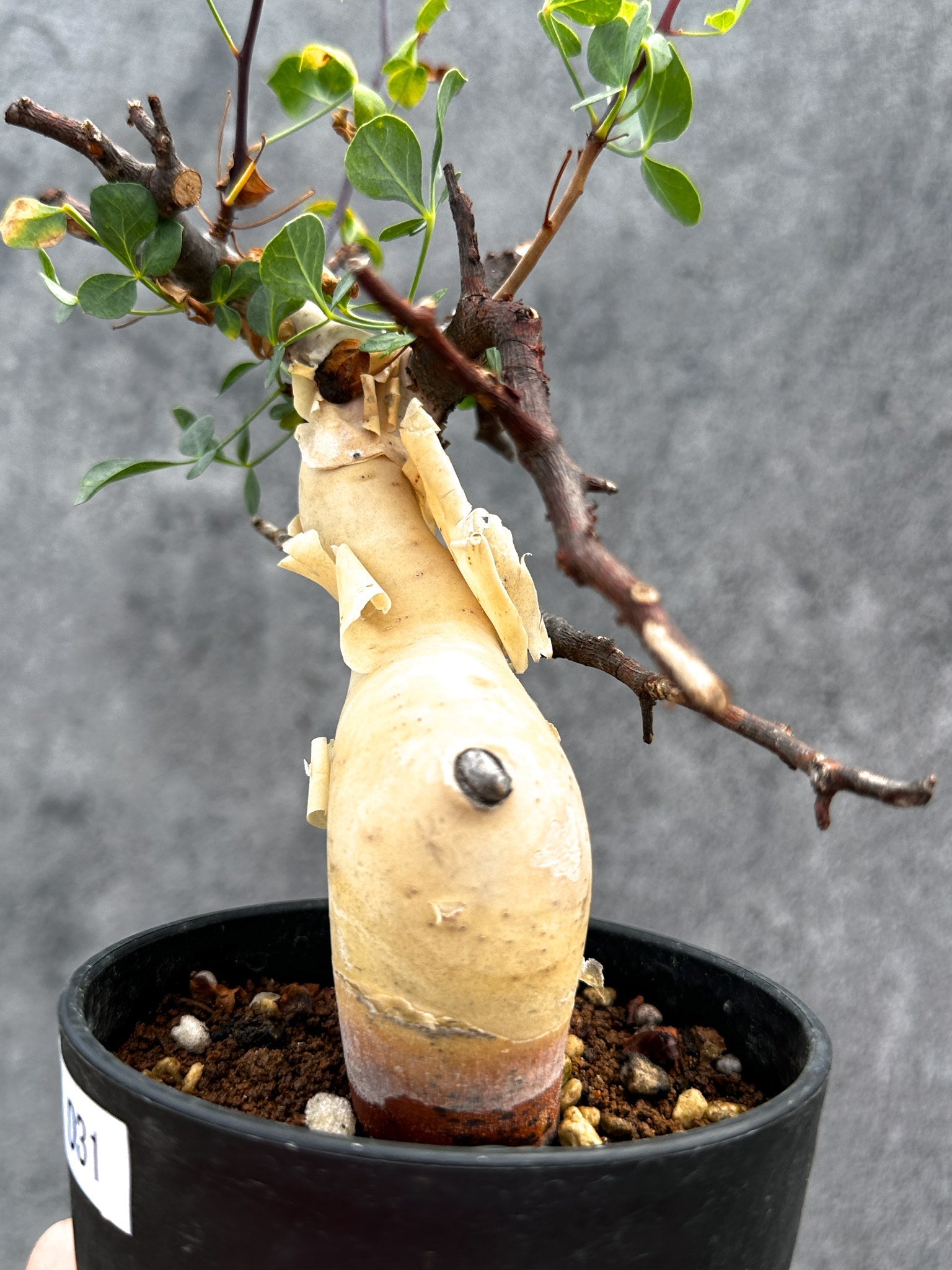 大株 コミフォラ カタフ ピュア ソマリア 発根済 BOTANICAL BOX | 🌿｜コミフォラ・カタフ・ピュア 力強さと美しさを