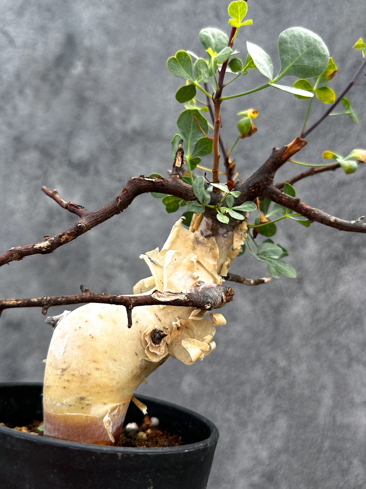 【現品限り】コミフォラ・カタフ ソマリア ピュア 現地株 発根済み【E31】 Commiphora kataf Somalia