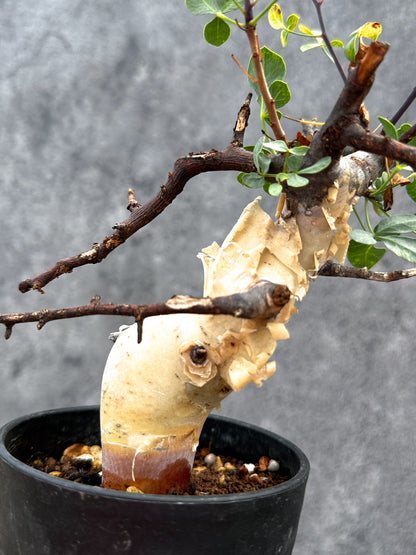 【現品限り】コミフォラ・カタフ ソマリア ピュア 現地株 発根済み【E31】 Commiphora kataf Somalia