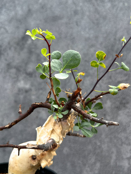 【現品限り】コミフォラ・カタフ ソマリア ピュア 現地株 発根済み【E31】 Commiphora kataf Somalia