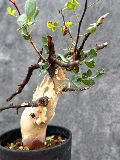 【現品限り】コミフォラ・カタフ ソマリア ピュア 現地株 発根済み【E31】 Commiphora kataf Somalia
