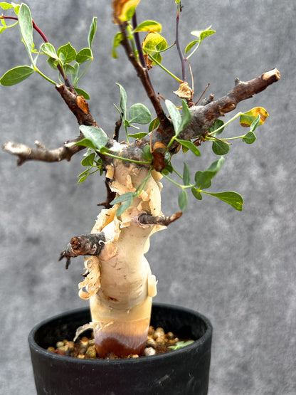 【現品限り】コミフォラ・カタフ ソマリア ピュア 現地株 発根済み【E31】 Commiphora kataf Somalia