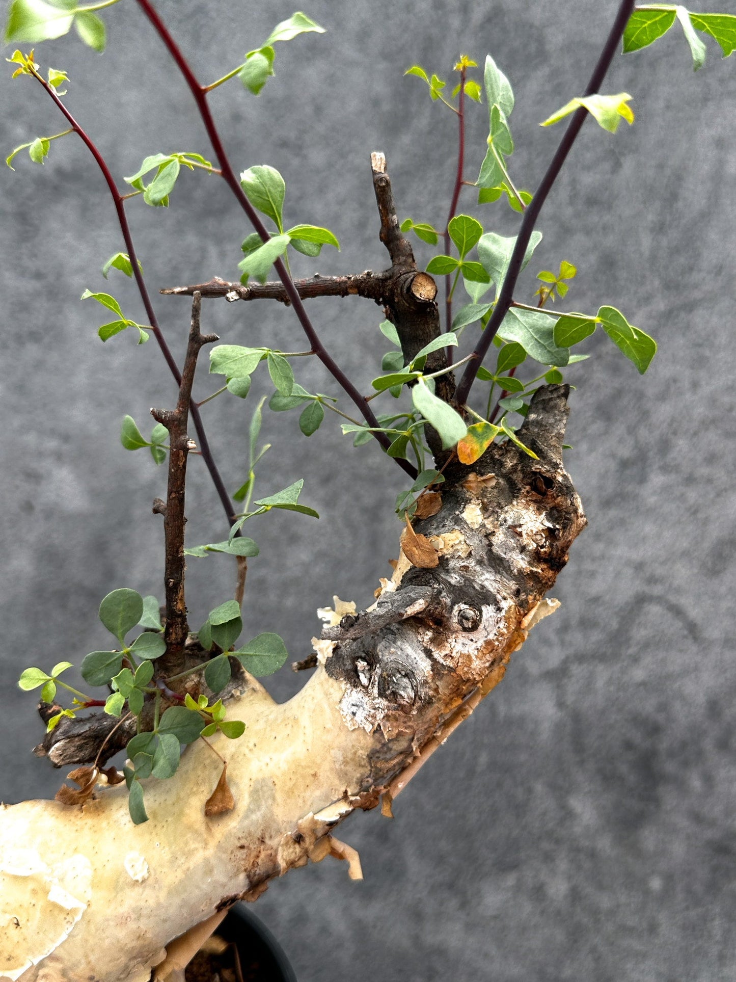 【現品限り】コミフォラ・カタフ ソマリア ピュア 現地株 発根済み【E32】 Commiphora kataf Somalia