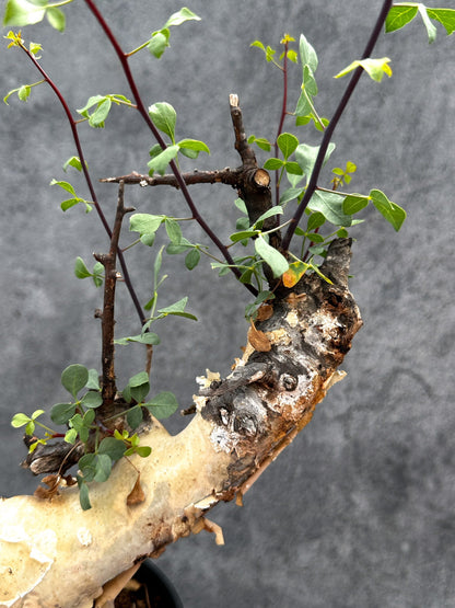 【現品限り】コミフォラ・カタフ ソマリア ピュア 現地株 発根済み【E32】 Commiphora kataf Somalia