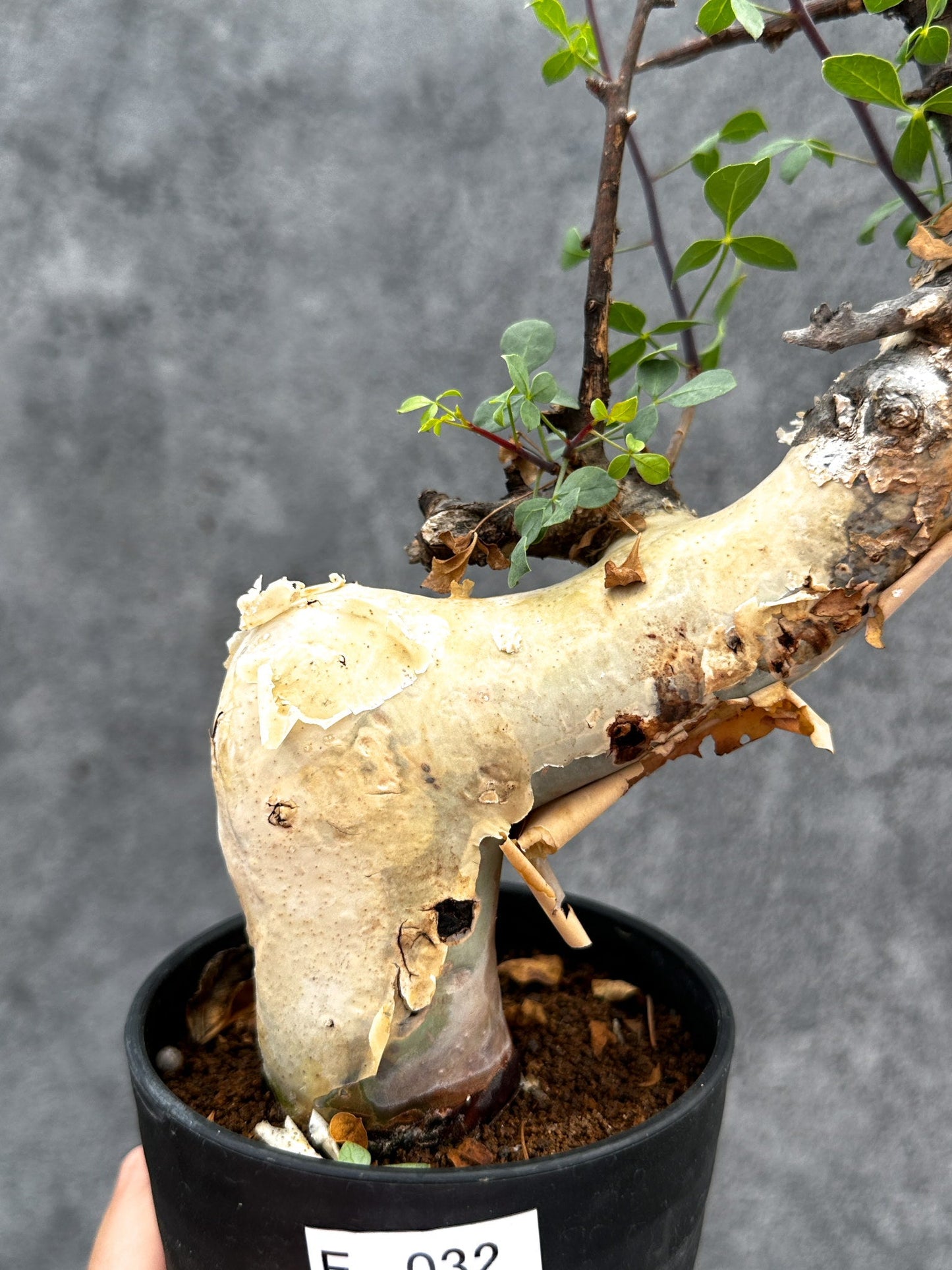 【現品限り】コミフォラ・カタフ ソマリア ピュア 現地株 発根済み【E32】 Commiphora kataf Somalia
