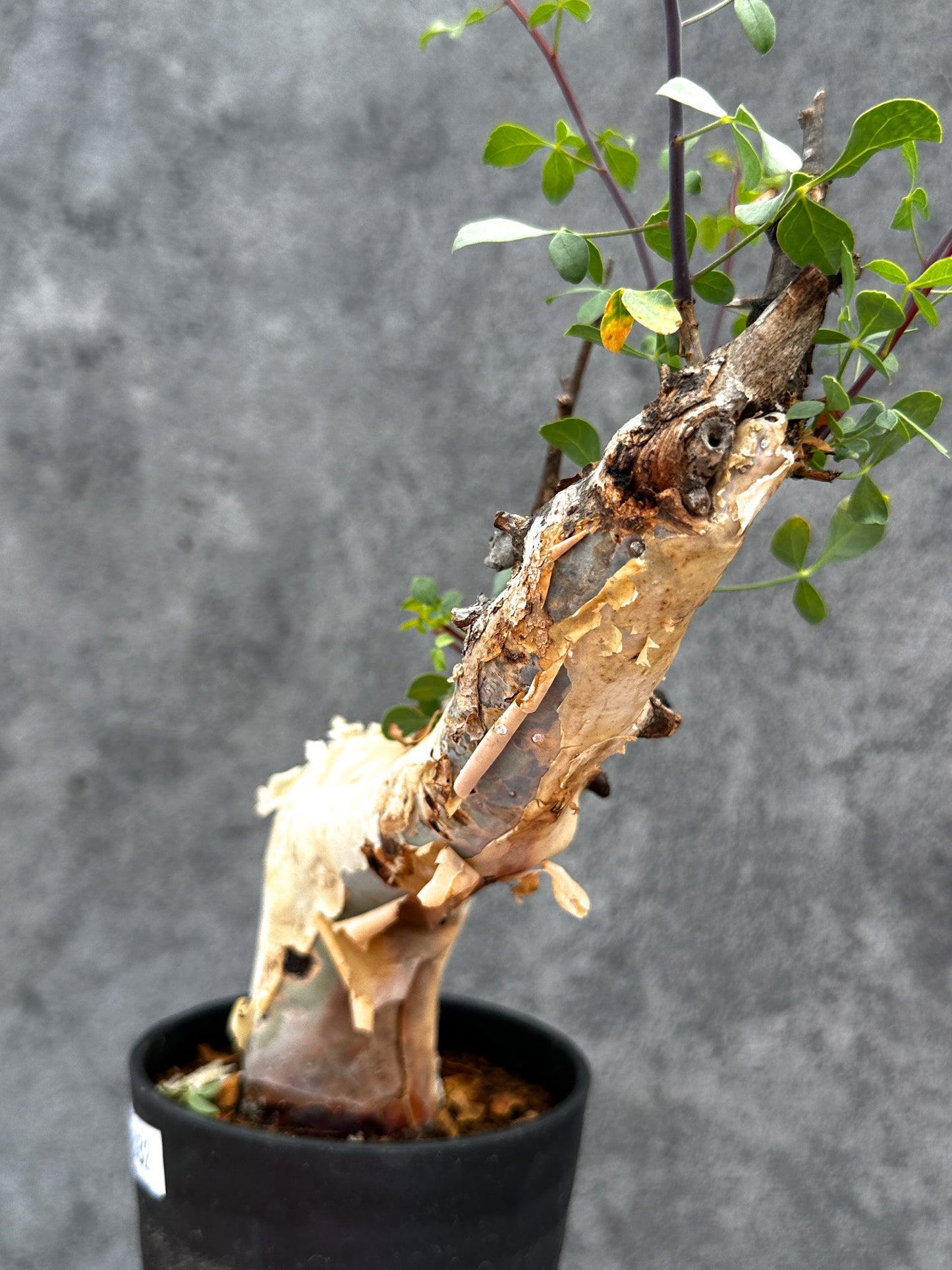 【現品限り】コミフォラ・カタフ ソマリア ピュア 現地株 発根済み【E32】 Commiphora kataf Somalia