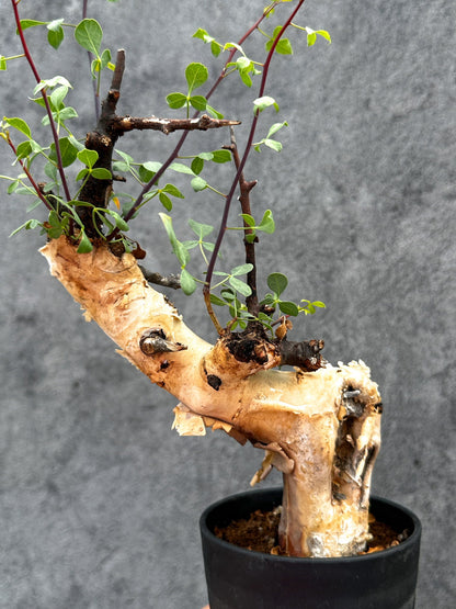 【現品限り】コミフォラ・カタフ ソマリア ピュア 現地株 発根済み【E32】 Commiphora kataf Somalia