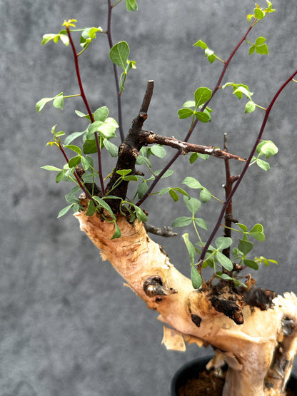 【現品限り】コミフォラ・カタフ ソマリア ピュア 現地株 発根済み【E32】 Commiphora kataf Somalia