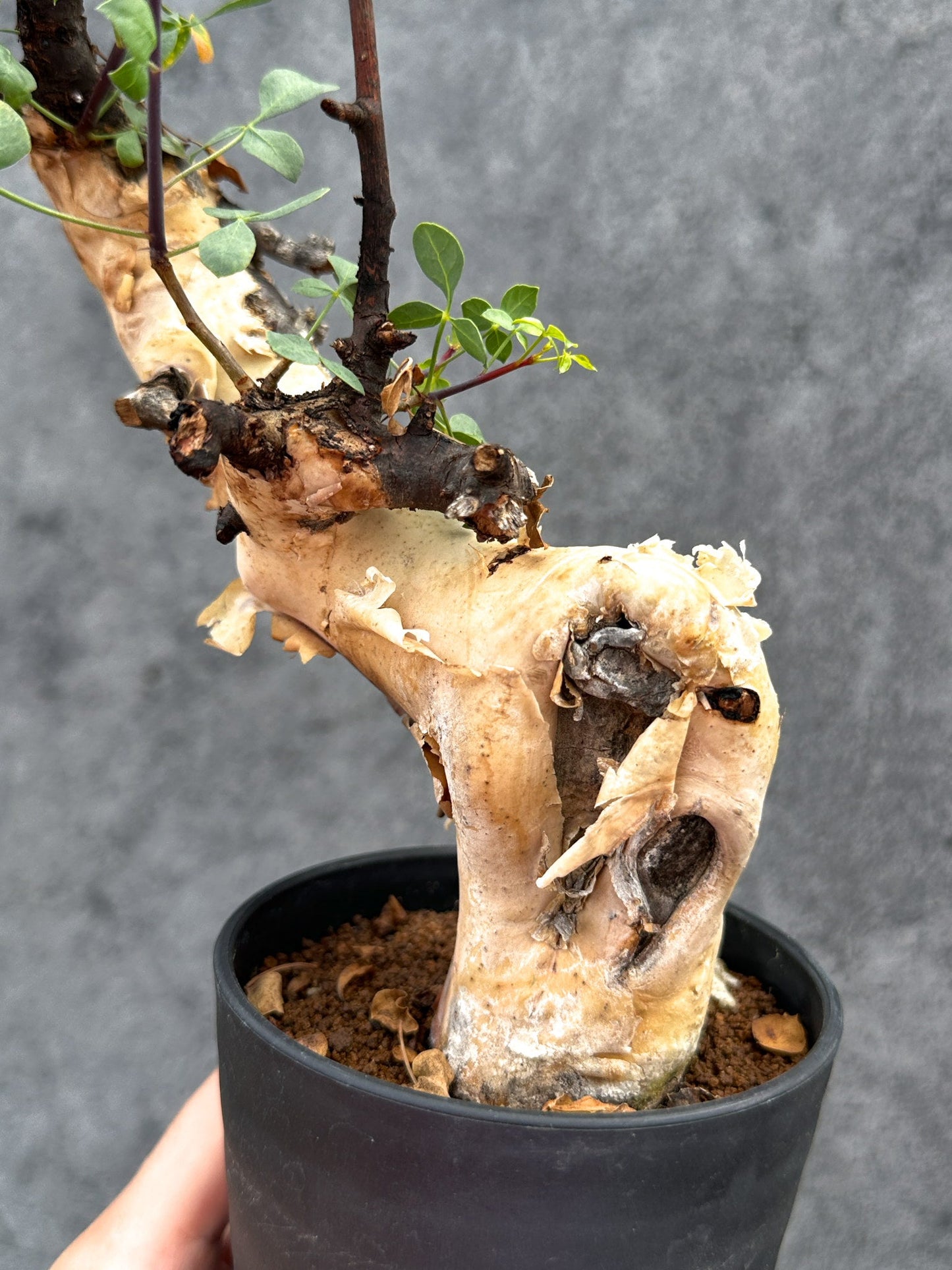 【現品限り】コミフォラ・カタフ ソマリア ピュア 現地株 発根済み【E32】 Commiphora kataf Somalia