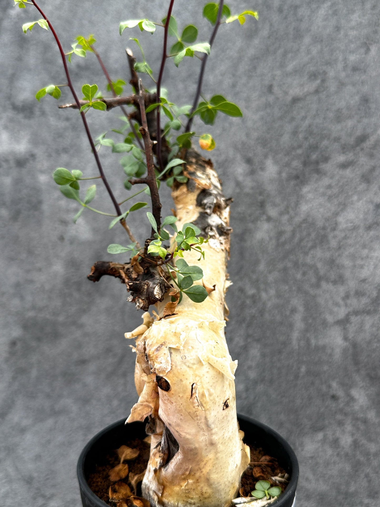【現品限り】コミフォラ・カタフ ソマリア ピュア 現地株 発根済み【E32】 Commiphora kataf Somalia