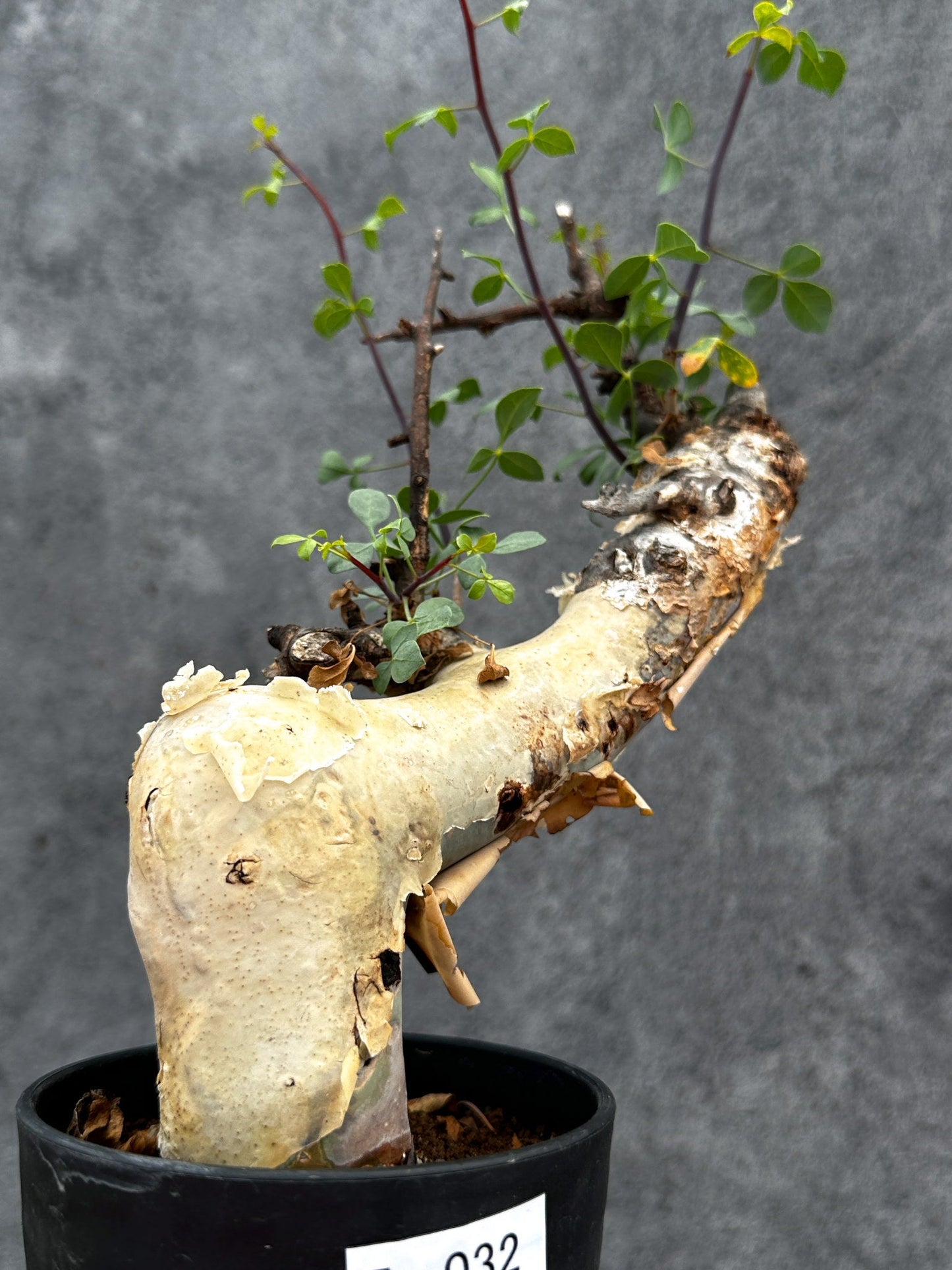 【現品限り】コミフォラ・カタフ ソマリア ピュア 現地株 発根済み【E32】 Commiphora kataf Somalia