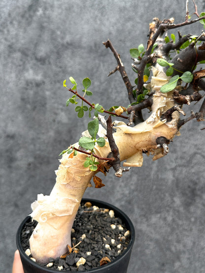 【現品限り】コミフォラ・カタフ ソマリア ピュア 現地株 発根済み【E33】 Commiphora kataf Somalia