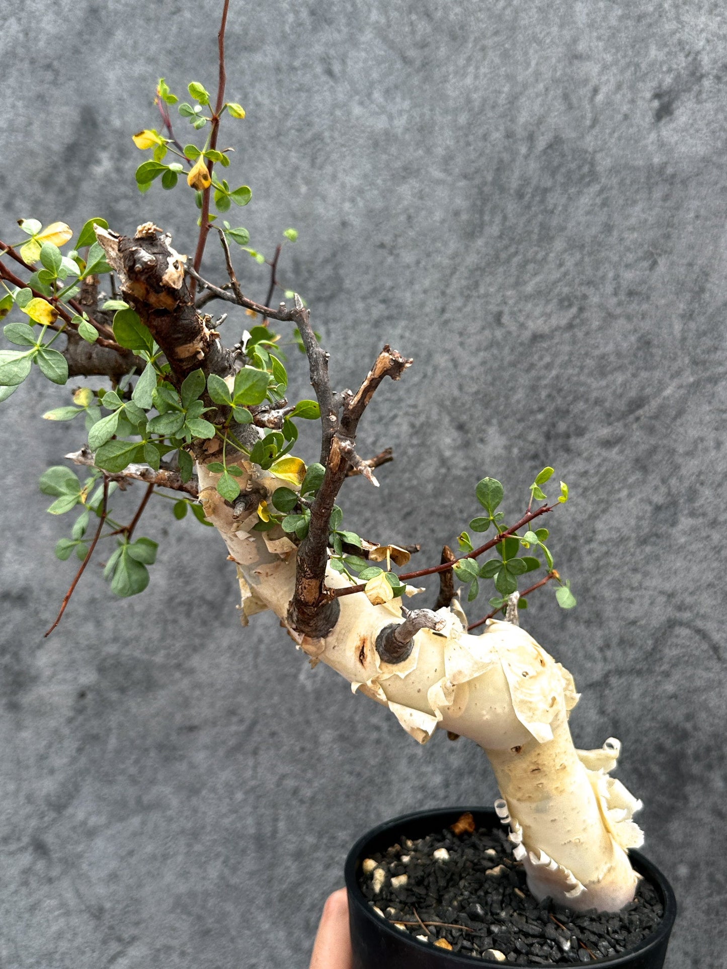 【現品限り】コミフォラ・カタフ ソマリア ピュア 現地株 発根済み【E33】 Commiphora kataf Somalia