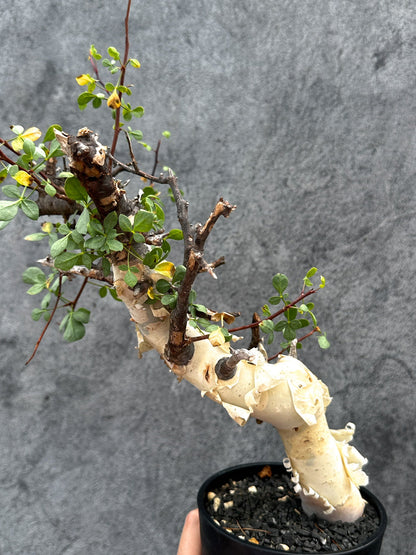 【現品限り】コミフォラ・カタフ ソマリア ピュア 現地株 発根済み【E33】 Commiphora kataf Somalia