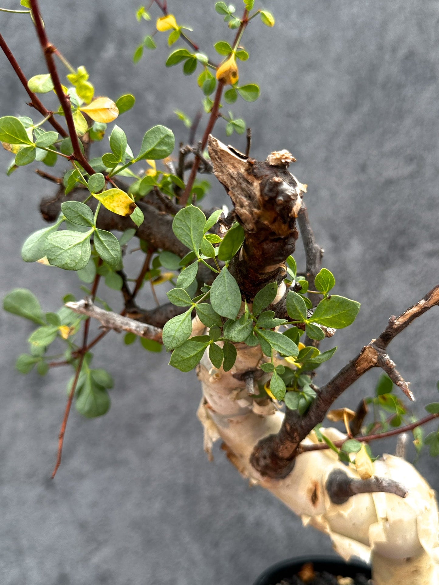 【現品限り】コミフォラ・カタフ ソマリア ピュア 現地株 発根済み【E33】 Commiphora kataf Somalia