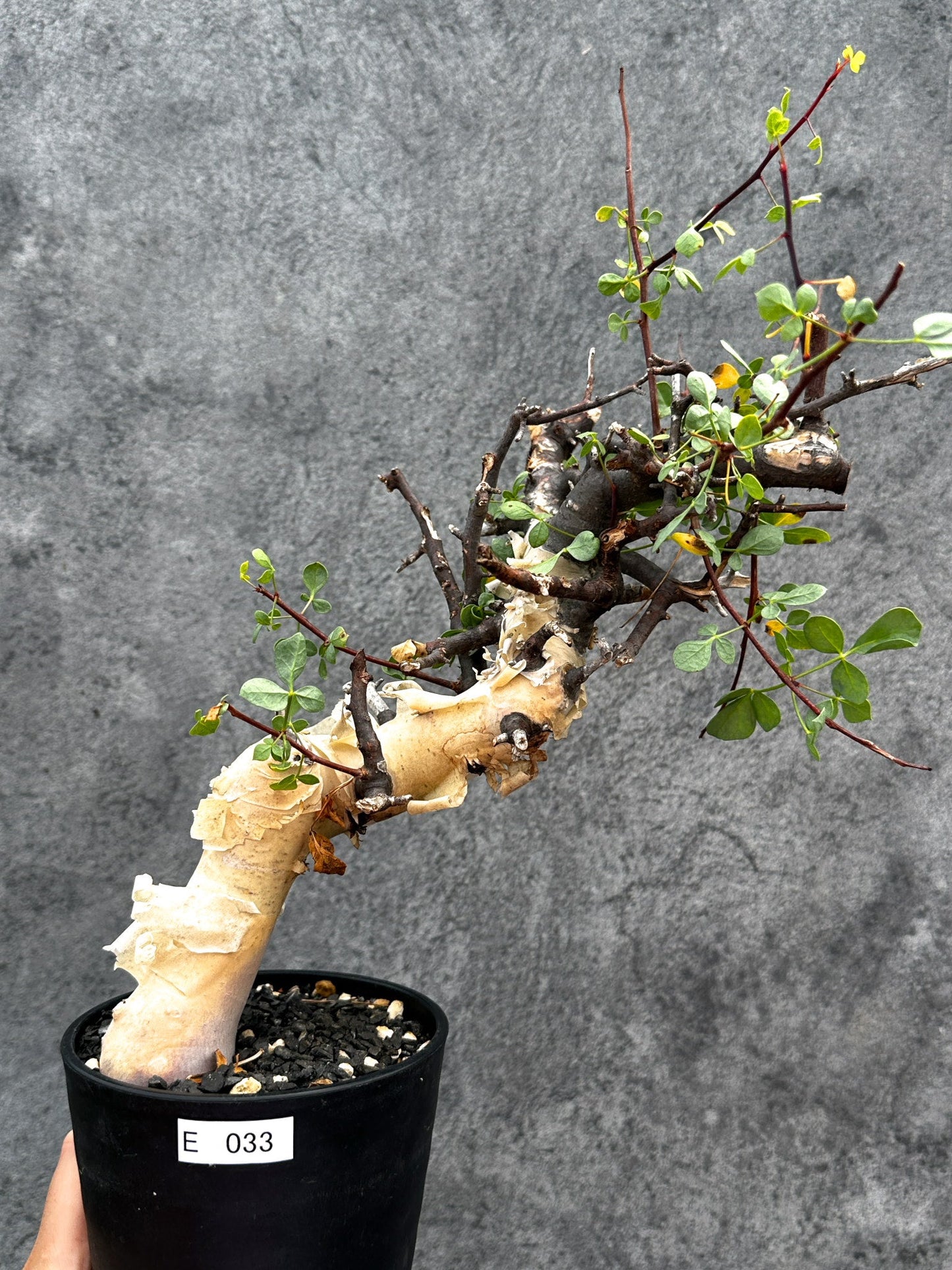 【現品限り】コミフォラ・カタフ ソマリア ピュア 現地株 発根済み【E33】 Commiphora kataf Somalia