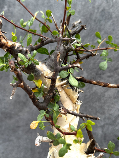【現品限り】コミフォラ・カタフ ソマリア ピュア 現地株 発根済み【E33】 Commiphora kataf Somalia