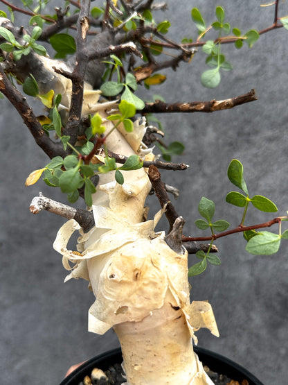 【現品限り】コミフォラ・カタフ ソマリア ピュア 現地株 発根済み【E33】 Commiphora kataf Somalia