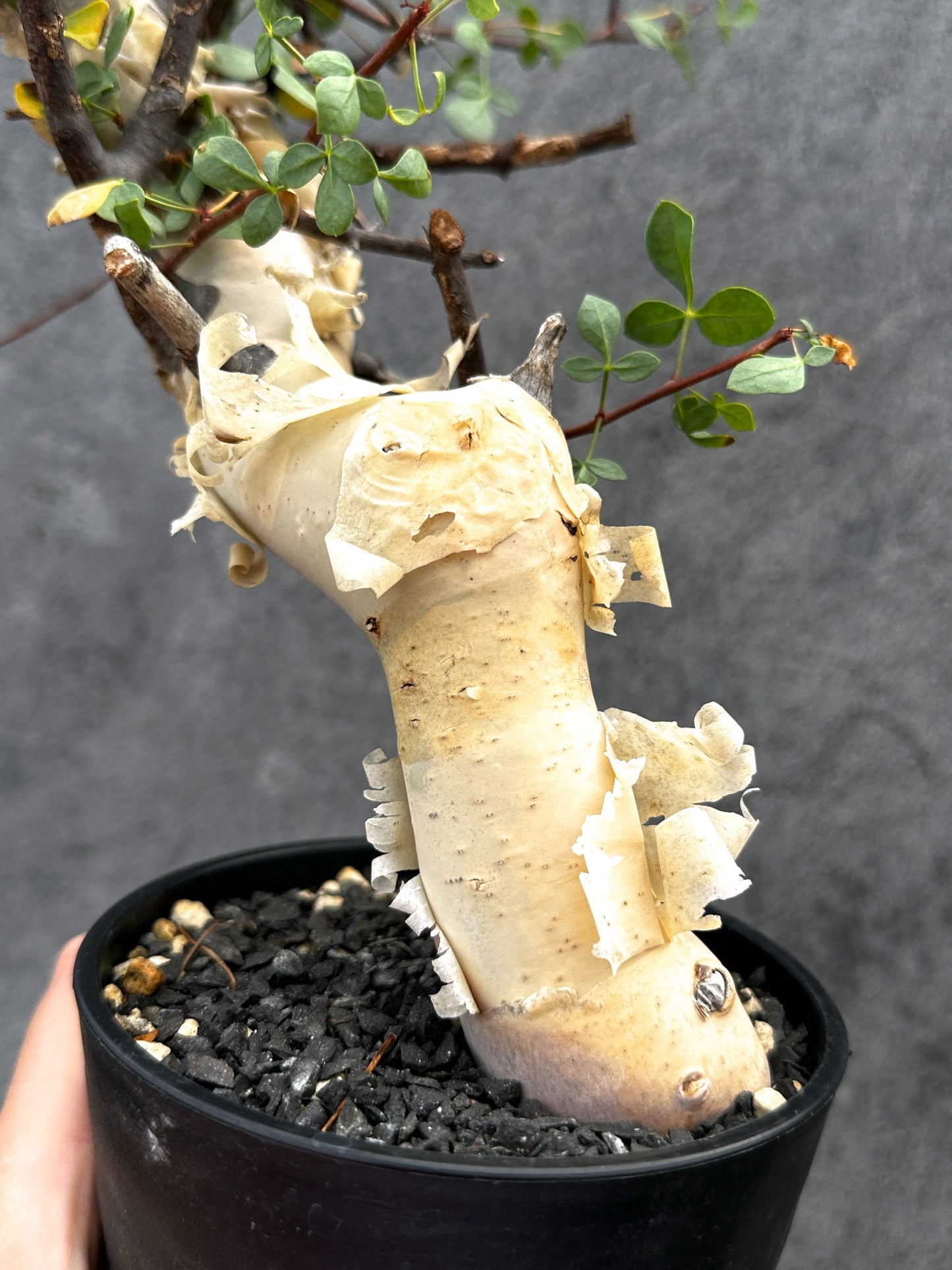 【現品限り】コミフォラ・カタフ ソマリア ピュア 現地株 発根済み【E33】 Commiphora kataf Somalia