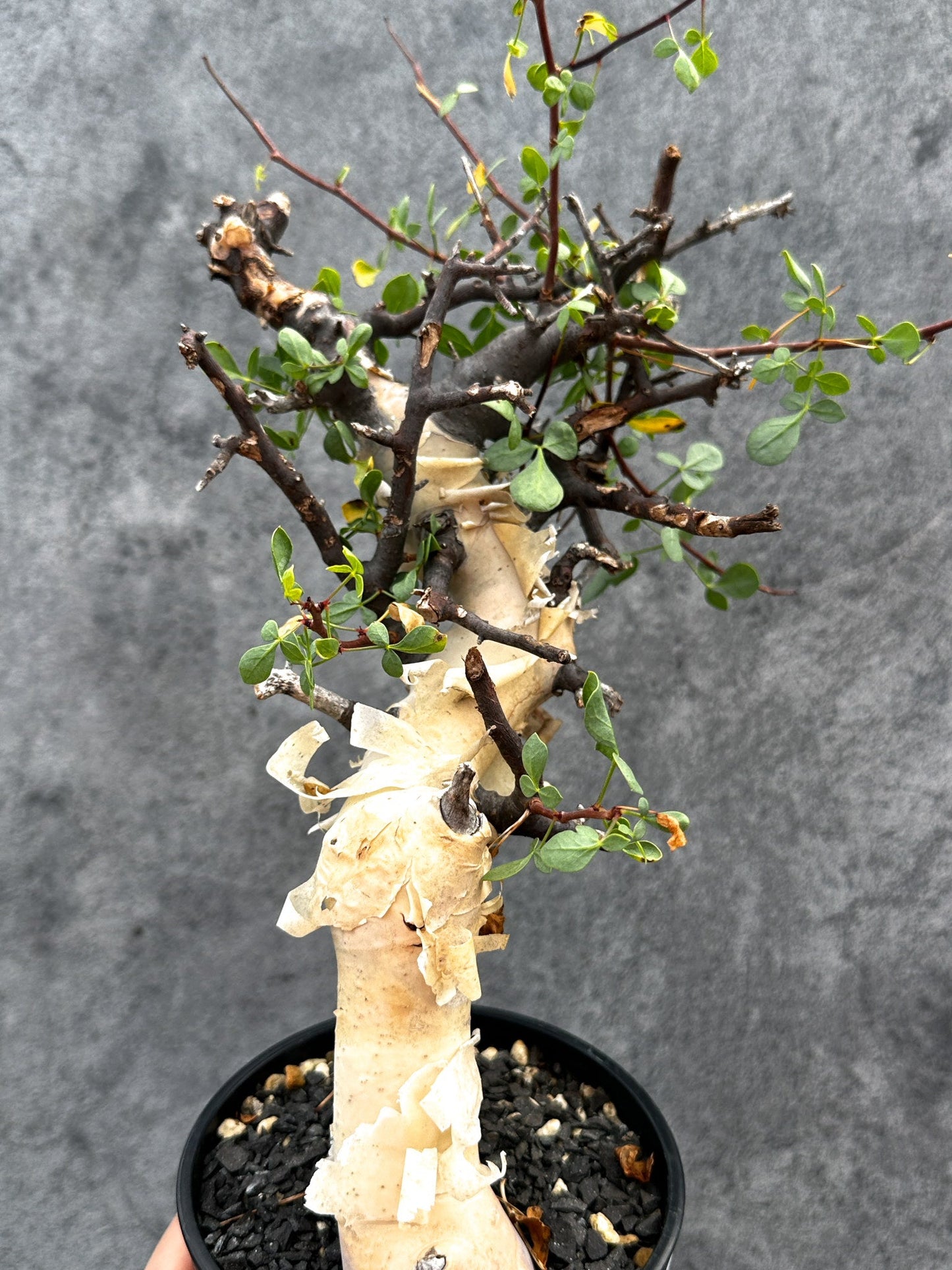 【現品限り】コミフォラ・カタフ ソマリア ピュア 現地株 発根済み【E33】 Commiphora kataf Somalia