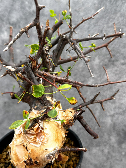【現品限り】コミフォラ・カタフ ソマリア ピュア 現地株 発根済み【E34】 Commiphora kataf Somalia