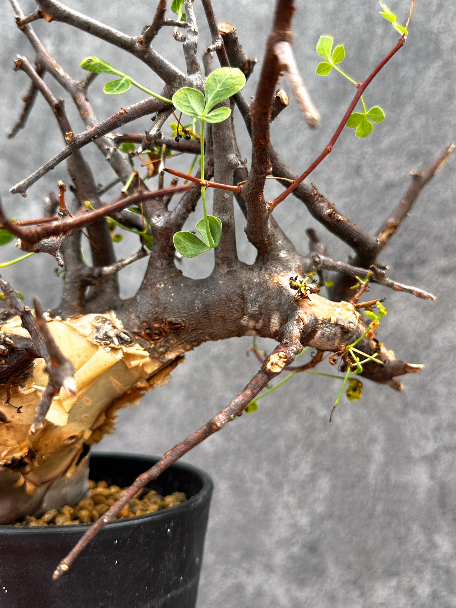 送料無料②発根済みコミフォラ カタフ ソマリア産Commiphora kataf Commiphora kataf pure コミフォラ ピュアカタフ 発根済現地株 2 ソマリ