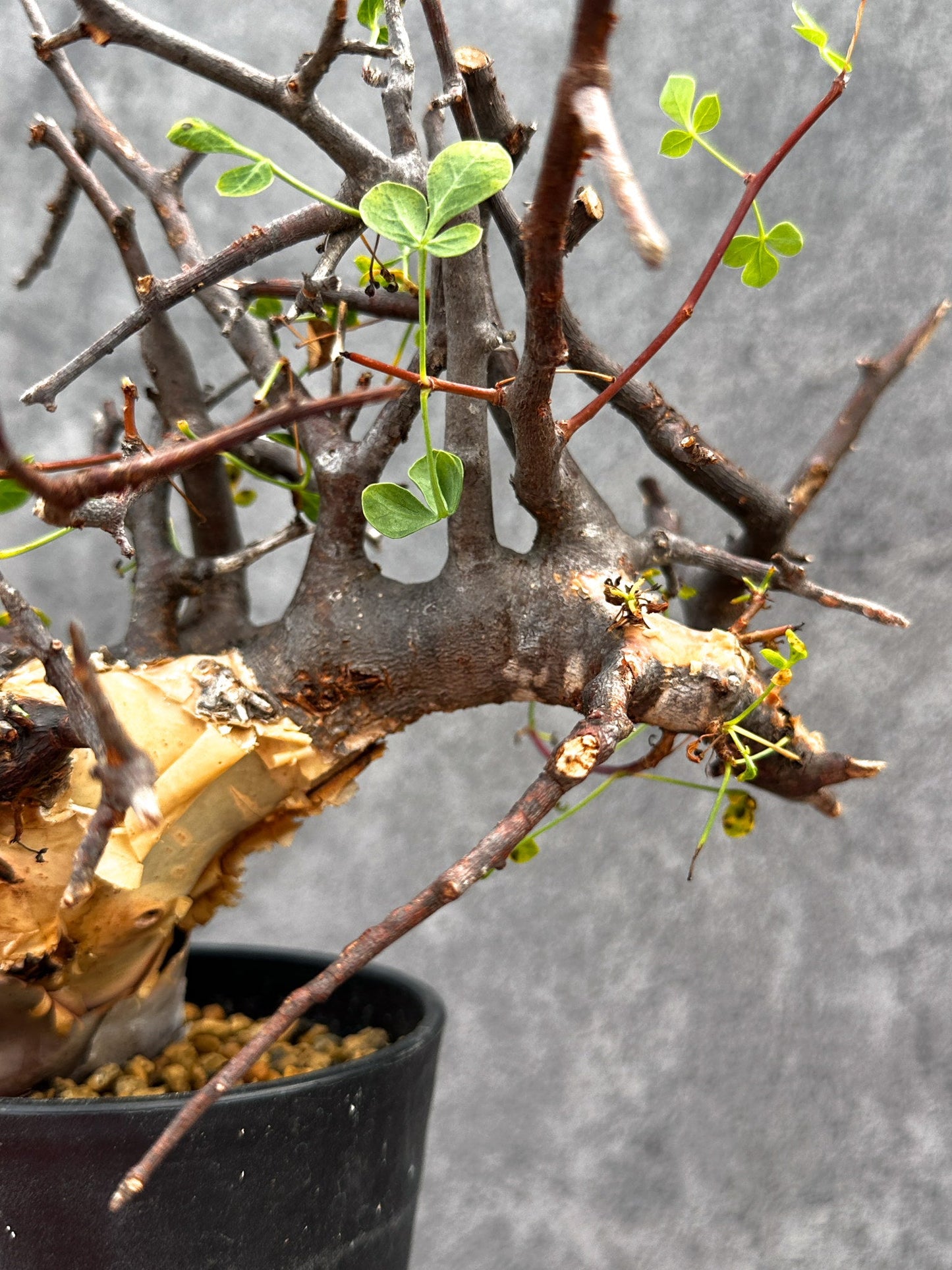 【現品限り】コミフォラ・カタフ ソマリア ピュア 現地株 発根済み【E34】 Commiphora kataf Somalia