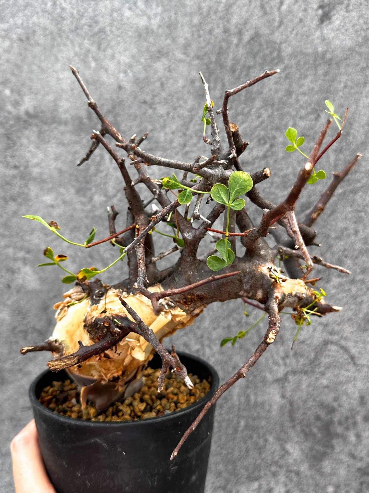 【現品限り】コミフォラ・カタフ ソマリア ピュア 現地株 発根済み【E34】 Commiphora kataf Somalia
