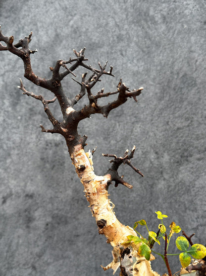 【現品限り】コミフォラ・カタフ ソマリア ピュア 現地株 発根済み【E35】 Commiphora kataf Somalia