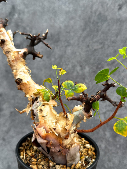 【現品限り】コミフォラ・カタフ ソマリア ピュア 現地株 発根済み【E35】 Commiphora kataf Somalia