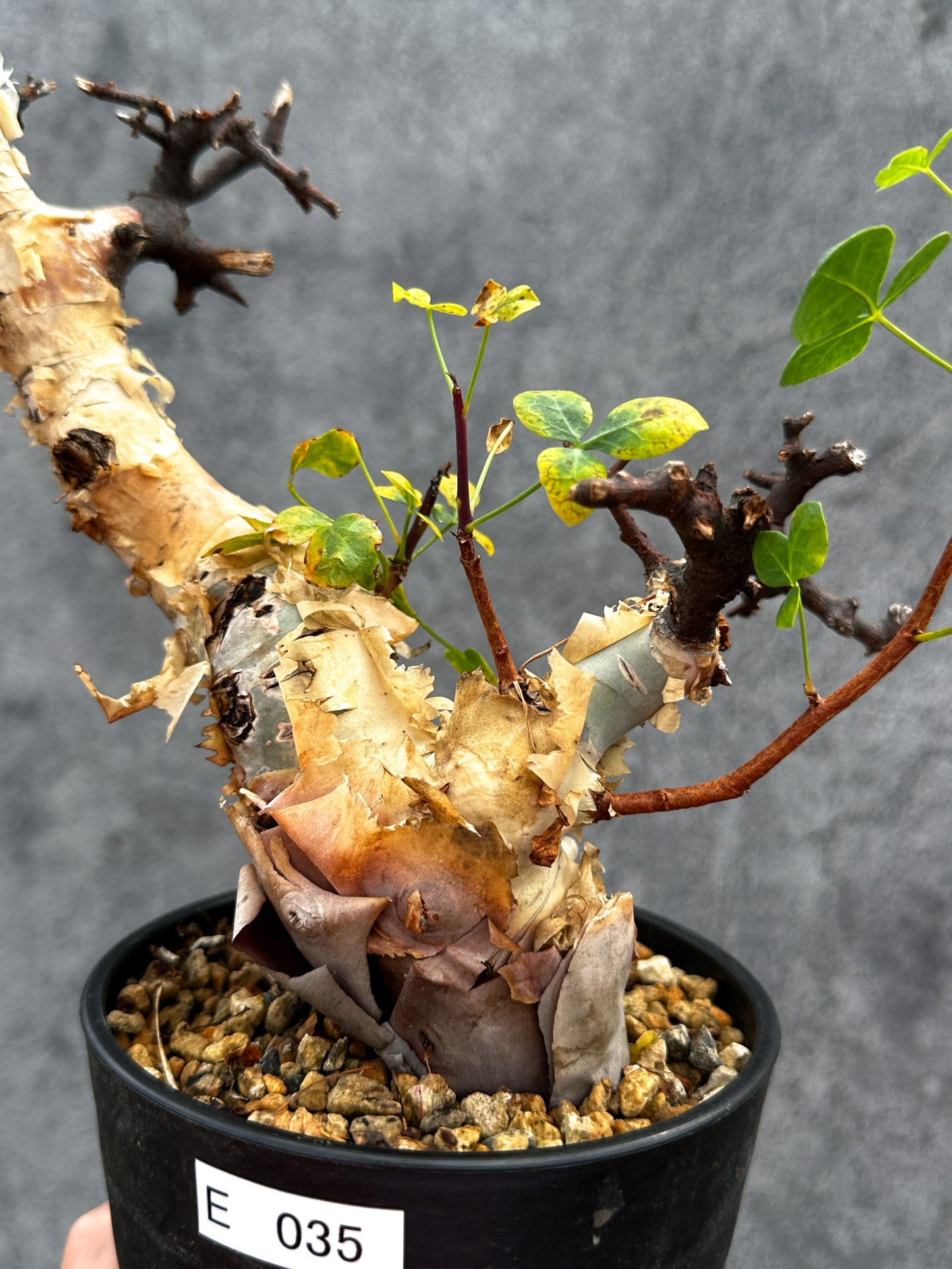 【現品限り】コミフォラ・カタフ ソマリア ピュア 現地株 発根済み【E35】 Commiphora kataf Somalia