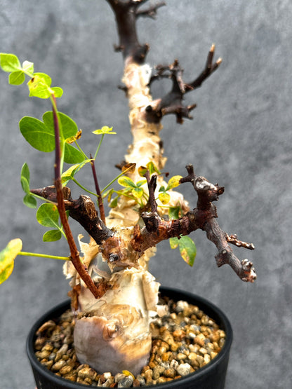 【現品限り】コミフォラ・カタフ ソマリア ピュア 現地株 発根済み【E35】 Commiphora kataf Somalia