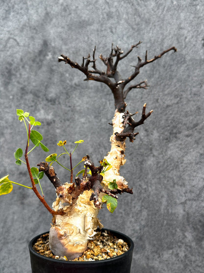 【現品限り】コミフォラ・カタフ ソマリア ピュア 現地株 発根済み【E35】 Commiphora kataf Somalia