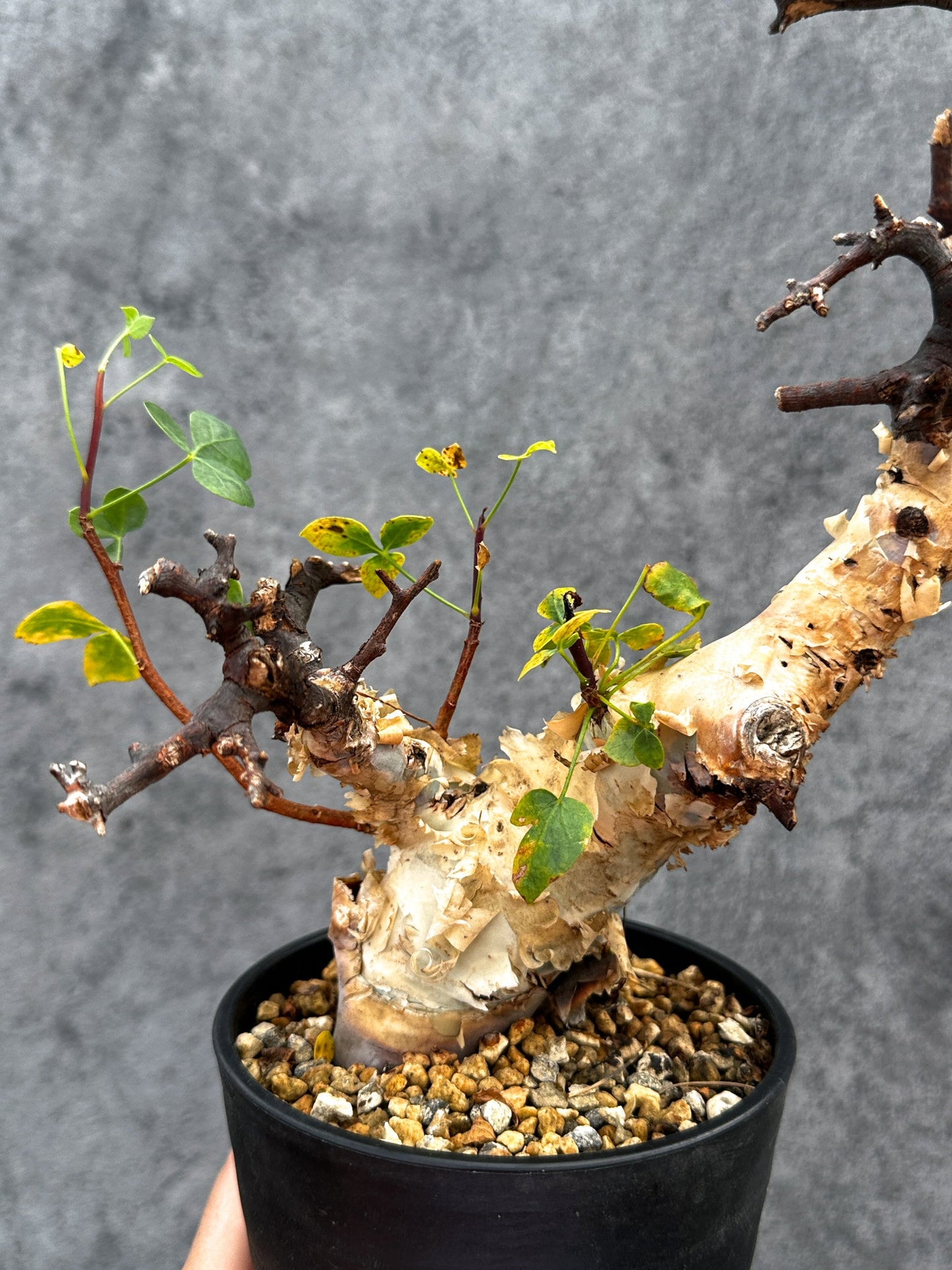 【現品限り】コミフォラ・カタフ ソマリア ピュア 現地株 発根済み【E35】 Commiphora kataf Somalia