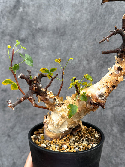 【現品限り】コミフォラ・カタフ ソマリア ピュア 現地株 発根済み【E35】 Commiphora kataf Somalia