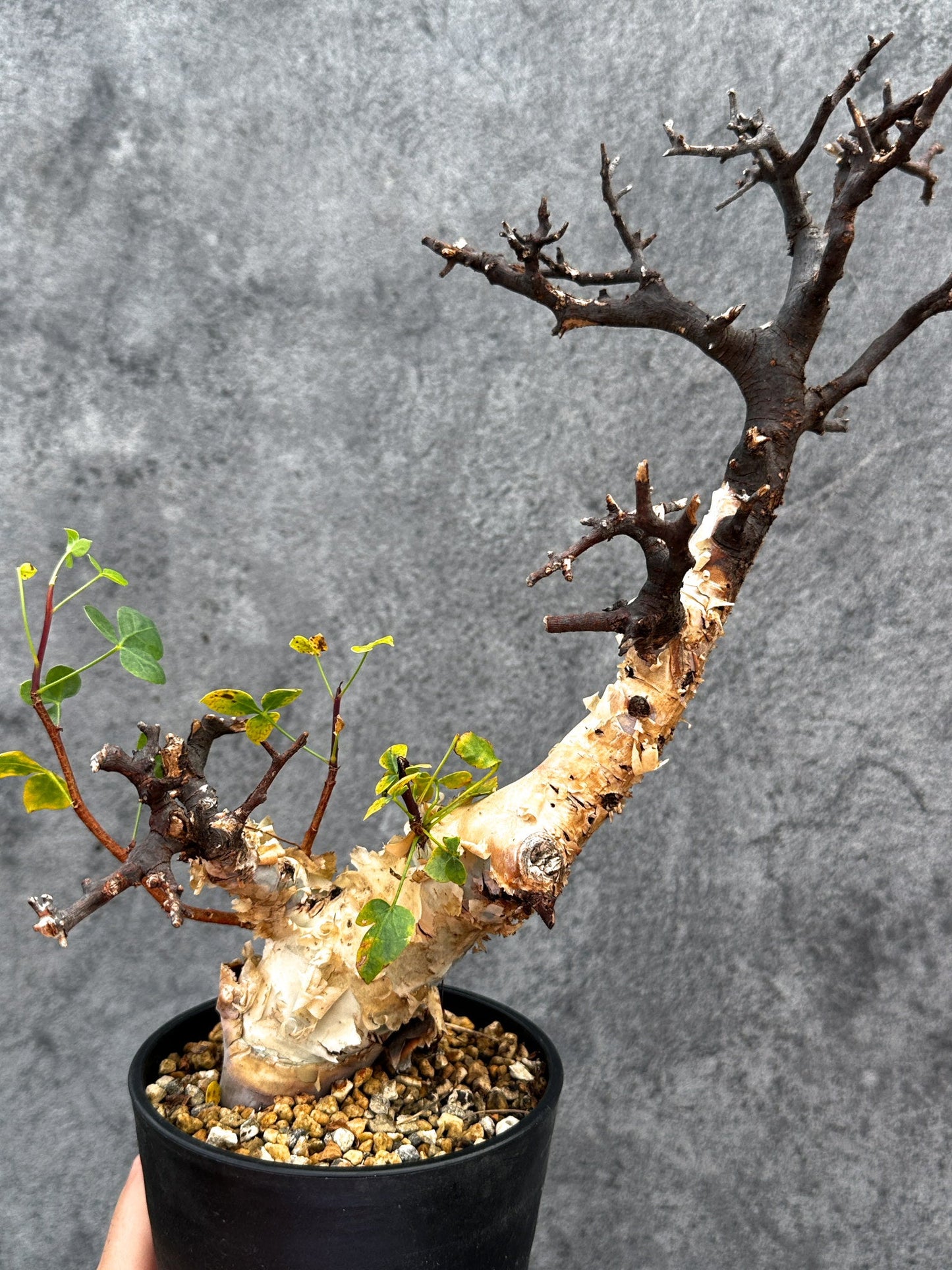 【現品限り】コミフォラ・カタフ ソマリア ピュア 現地株 発根済み【E35】 Commiphora kataf Somalia