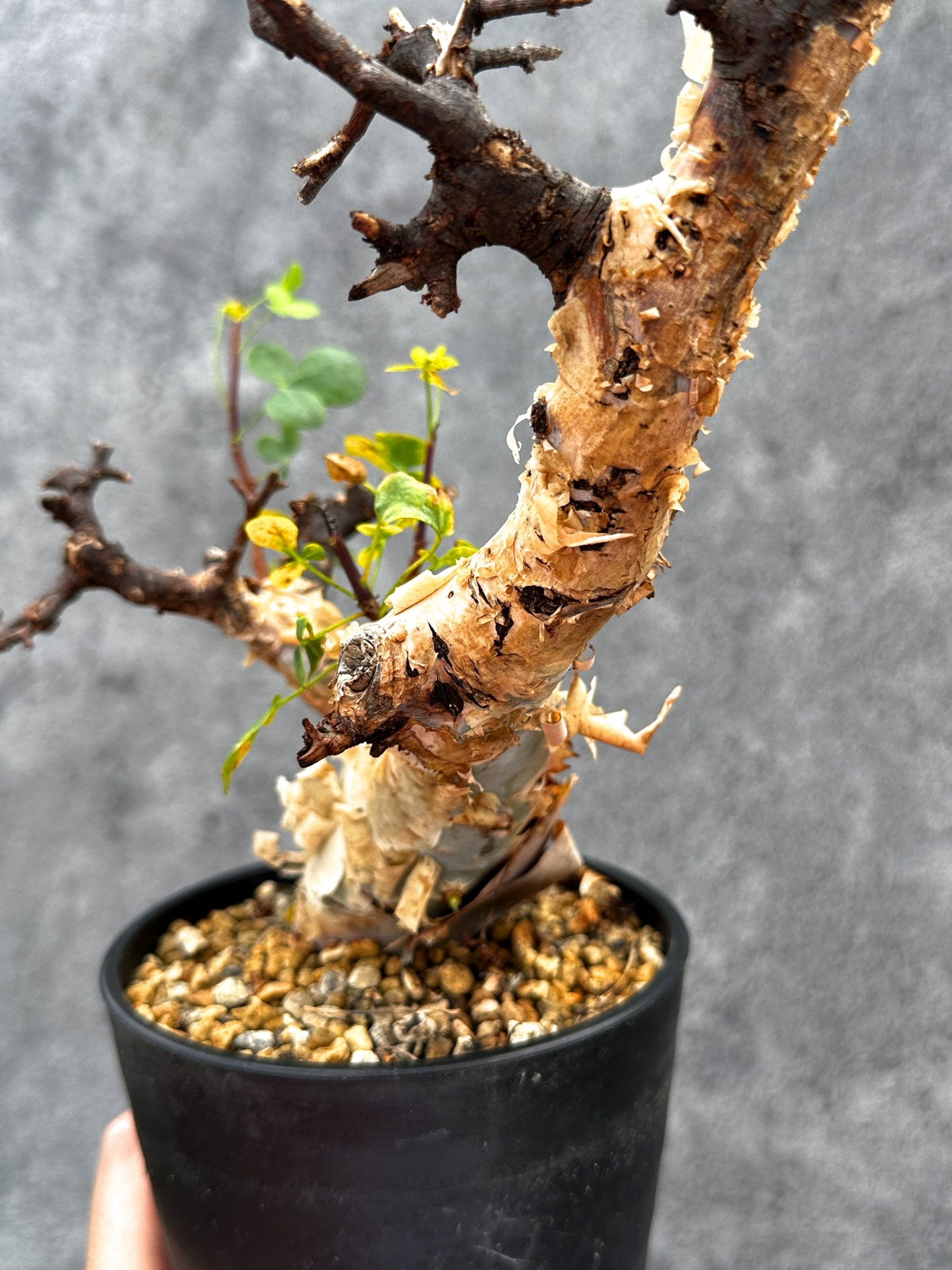 【現品限り】コミフォラ・カタフ ソマリア ピュア 現地株 発根済み【E35】 Commiphora kataf Somalia