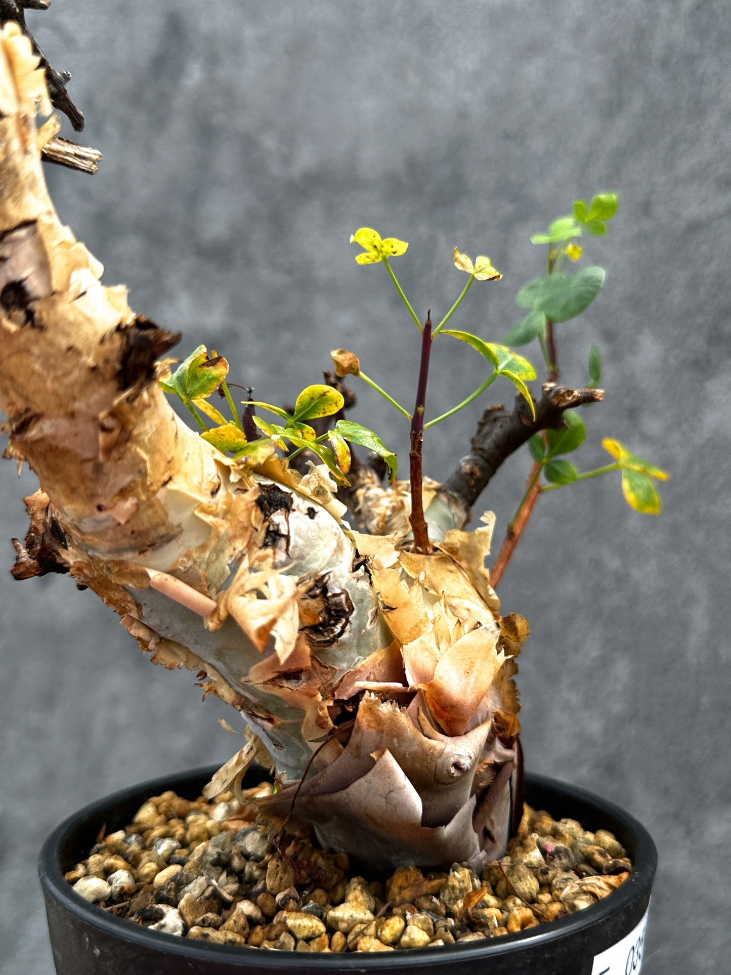 【現品限り】コミフォラ・カタフ ソマリア ピュア 現地株 発根済み【E35】 Commiphora kataf Somalia