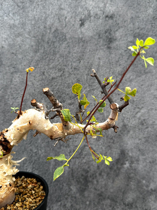 【現品限り】コミフォラ・カタフ ソマリア ピュア 現地株 発根済み【E36】 Commiphora kataf Somalia