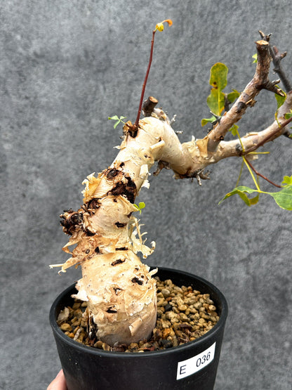 【現品限り】コミフォラ・カタフ ソマリア ピュア 現地株 発根済み【E36】 Commiphora kataf Somalia