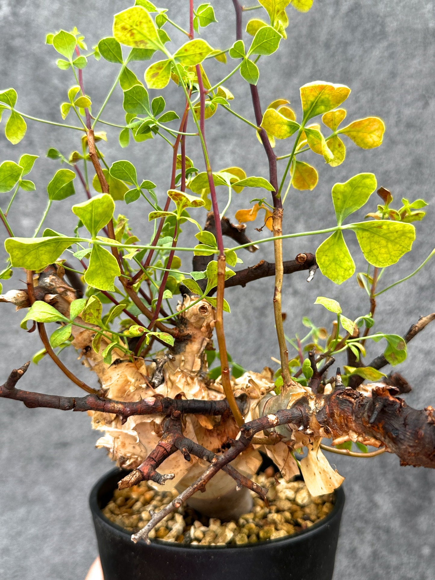 【現品限り】コミフォラ・カタフ ソマリア ピュア 現地株 発根済み【E37】 Commiphora kataf Somalia