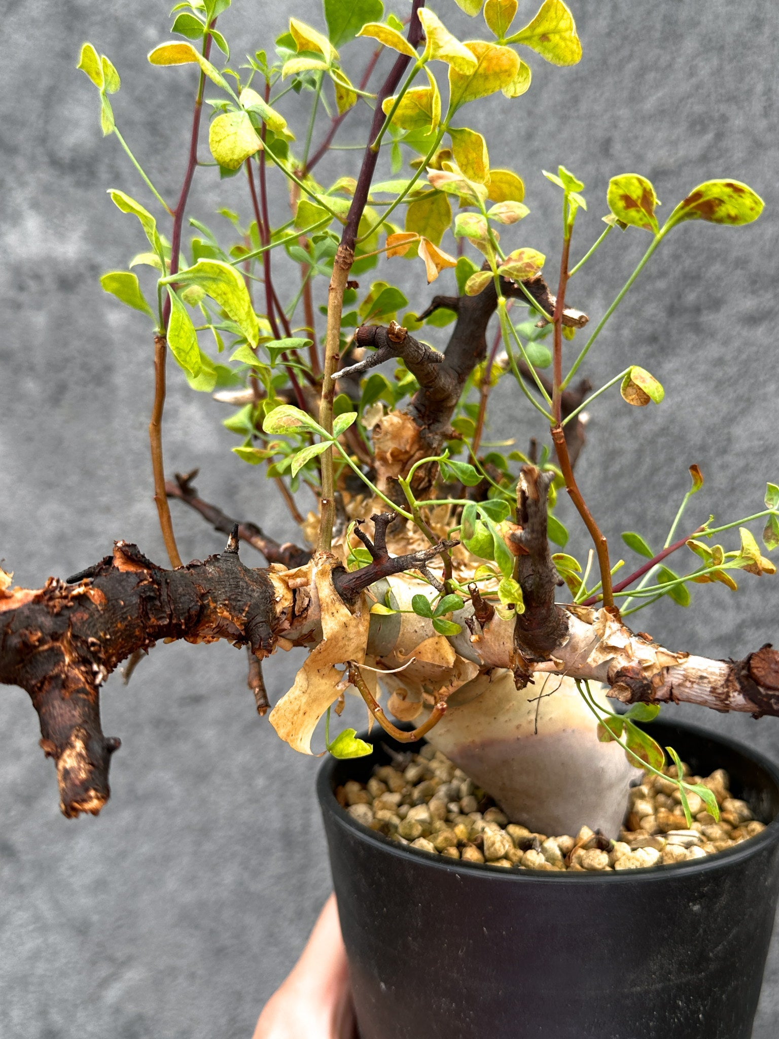 コミフォラ　カタフ　ソマリア　現地株　アフリカ直輸入　塊根植物　コーデックス コミフォラ・カタフ ソマリア ピュア 現地株 発根済み【E34