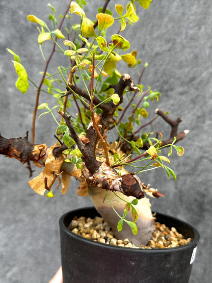 【現品限り】コミフォラ・カタフ ソマリア ピュア 現地株 発根済み【E37】 Commiphora kataf Somalia