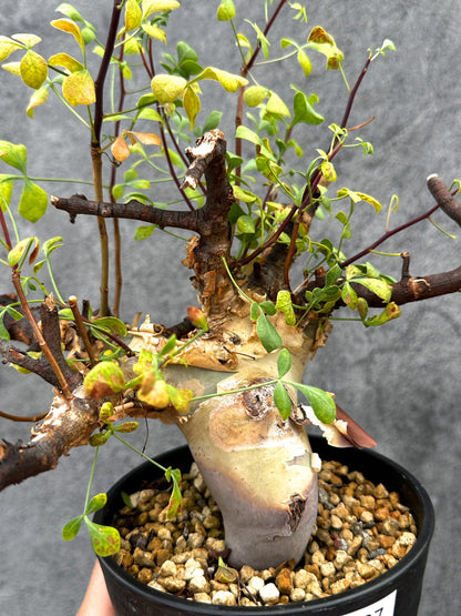 【現品限り】コミフォラ・カタフ ソマリア ピュア 現地株 発根済み【E37】 Commiphora kataf Somalia