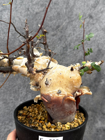 【現品限り】コミフォラ・カタフ ソマリア ピュア 現地株 発根済み【E38】 Commiphora kataf Somalia