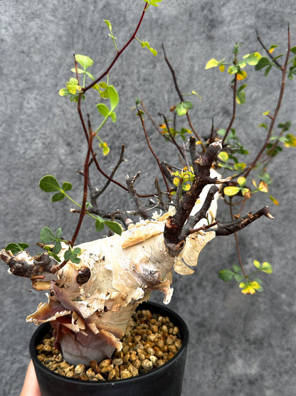 【現品限り】コミフォラ・カタフ ソマリア ピュア 現地株 発根済み【E38】 Commiphora kataf Somalia