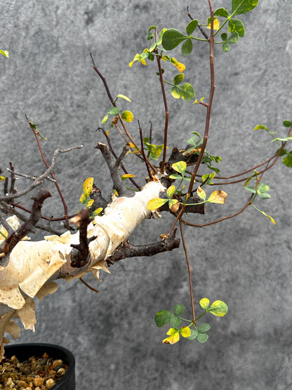 【現品限り】コミフォラ・カタフ ソマリア ピュア 現地株 発根済み【E38】 Commiphora kataf Somalia