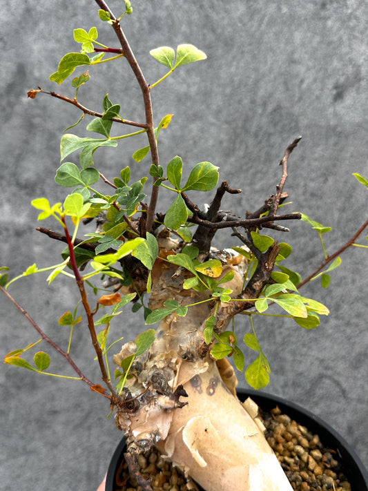 【現品限り】コミフォラ・カタフ ソマリア ピュア 現地株 発根済み【E39】 Commiphora kataf Somalia