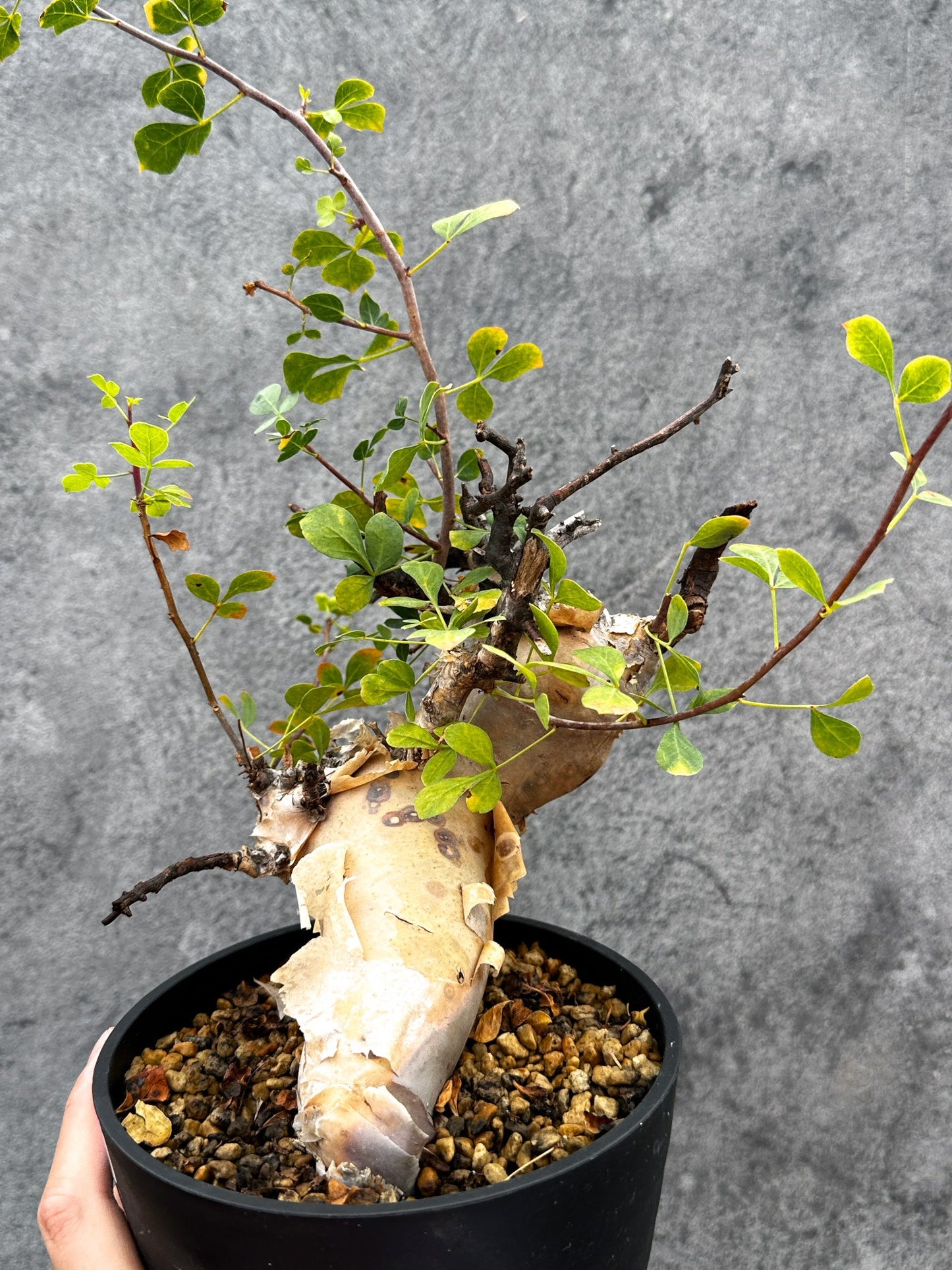 【現品限り】コミフォラ・カタフ ソマリア ピュア 現地株 発根済み【E39】 Commiphora kataf Somalia