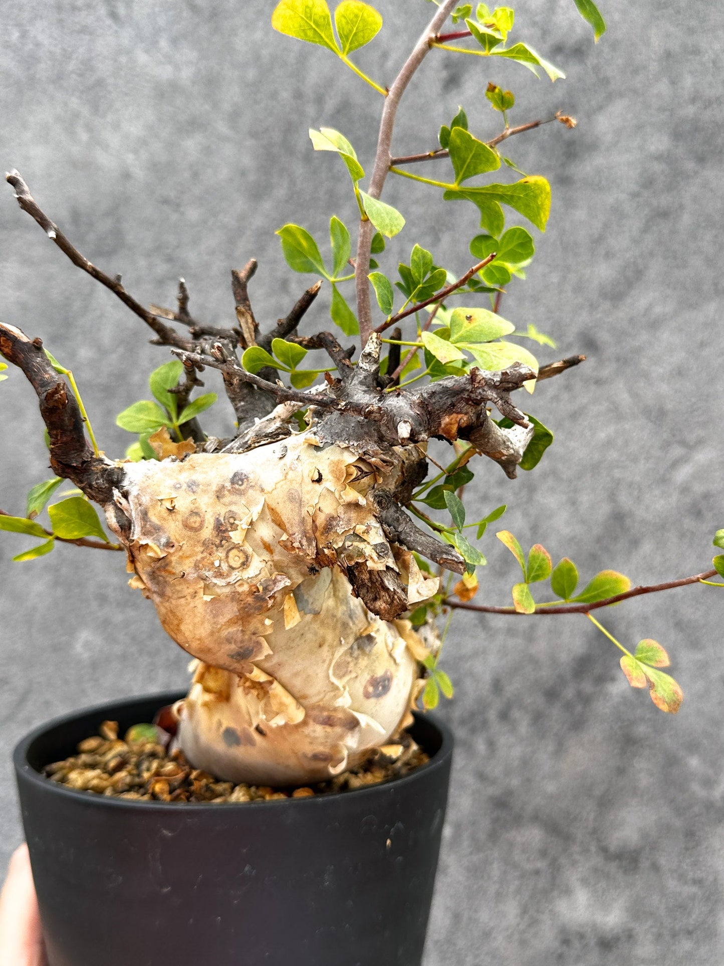 【現品限り】コミフォラ・カタフ ソマリア ピュア 現地株 発根済み【E39】 Commiphora kataf Somalia